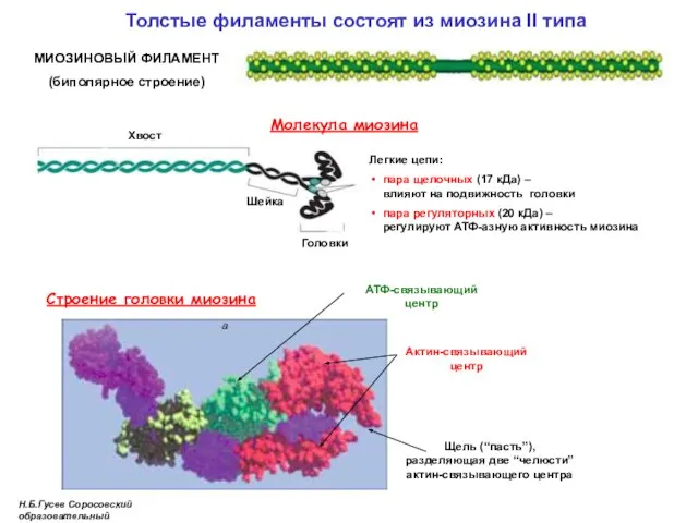 Толстые филаменты состоят из миозина II типа Молекула миозина Хвост Легкие цепи: