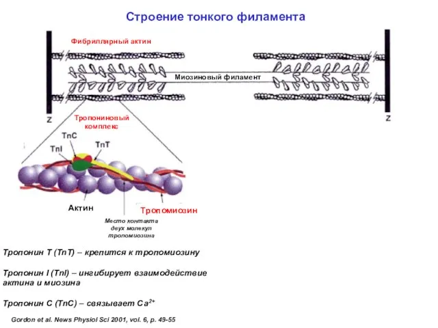 Gordon et al. News Physiol Sci 2001, vol. 6, p. 49-55 Связывание