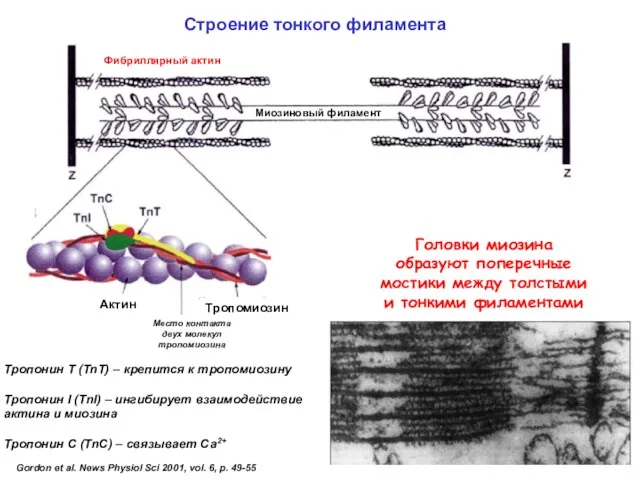 Gordon et al. News Physiol Sci 2001, vol. 6, p. 49-55 Связывание