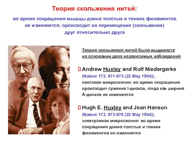 Теория скольжения нитей: во время сокращения мышцы длина толстых и тонких филаментов