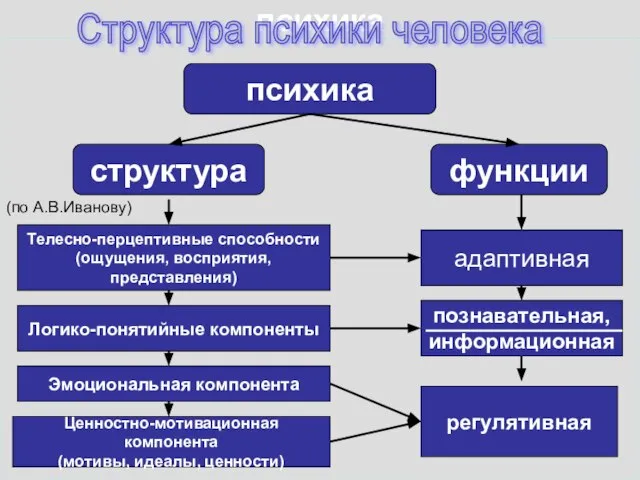 психика Структура психики человека психика функции структура Телесно-перцептивные способности (ощущения, восприятия, представления)