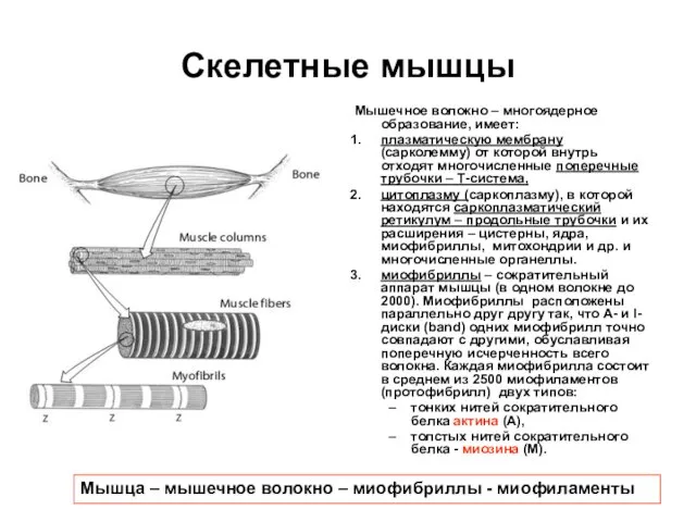 Скелетные мышцы Мышечное волокно – многоядерное образование, имеет: плазматическую мембрану (сарколемму) от