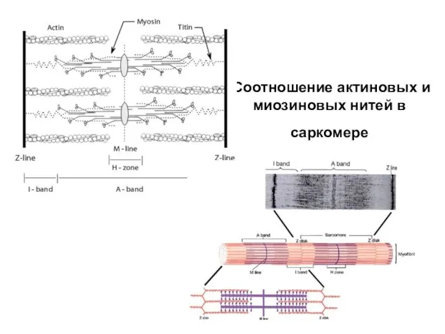 Соотношение актиновых и миозиновых нитей в саркомере