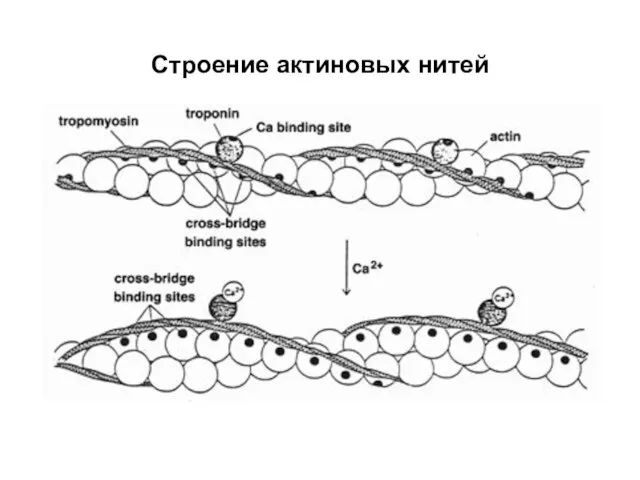 Строение актиновых нитей