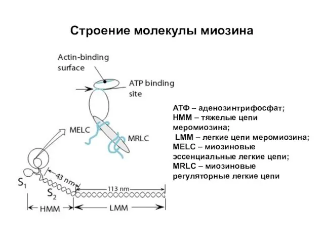 Строение молекулы миозина АТФ – аденозинтрифосфат; НММ – тяжелые цепи меромиозина; LMM