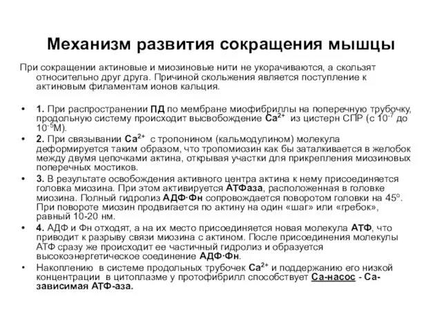 Механизм развития сокращения мышцы При сокращении актиновые и миозиновые нити не укорачиваются,