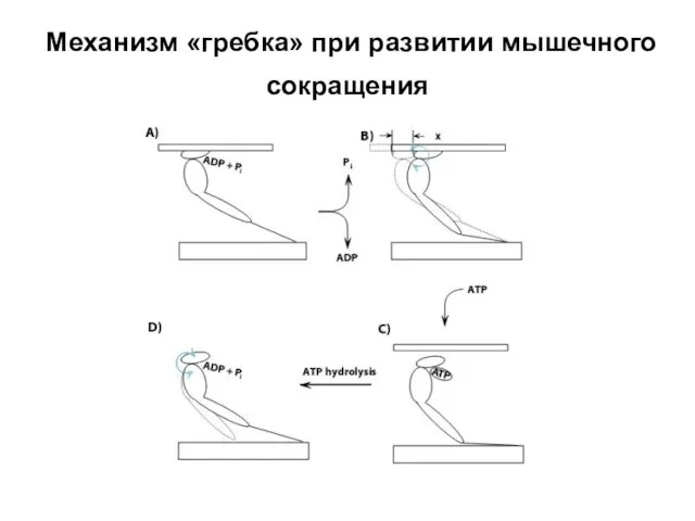 Механизм «гребка» при развитии мышечного сокращения