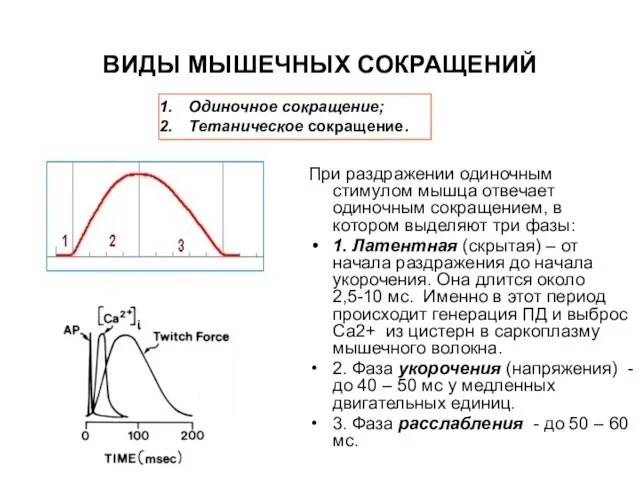 ВИДЫ МЫШЕЧНЫХ СОКРАЩЕНИЙ При раздражении одиночным стимулом мышца отвечает одиночным сокращением, в