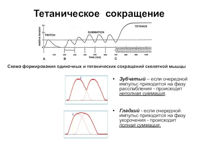 Тетаническое сокращение Зубчатый – если очередной импульс приходится на фазу расслабления -