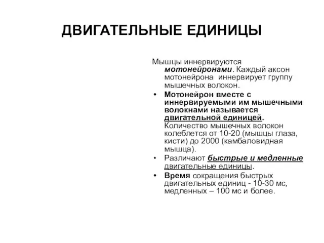 ДВИГАТЕЛЬНЫЕ ЕДИНИЦЫ Мышцы иннервируются мотонейронами. Каждый аксон мотонейрона иннервирует группу мышечных волокон.