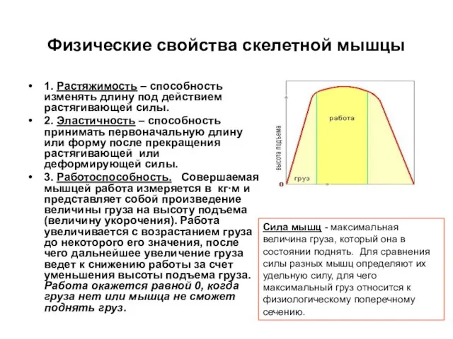 Физические свойства скелетной мышцы 1. Растяжимость – способность изменять длину под действием