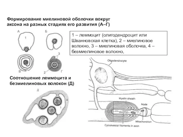 Формирование миелиновой оболочки вокруг аксона на разных стадиях его развития (А–Г) Соотношение