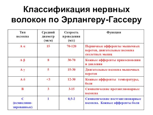 Классификация нервных волокон по Эрлангеру-Гассеру