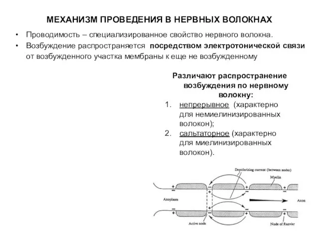 МЕХАНИЗМ ПРОВЕДЕНИЯ В НЕРВНЫХ ВОЛОКНАХ Проводимость – специализированное свойство нервного волокна. Возбуждение