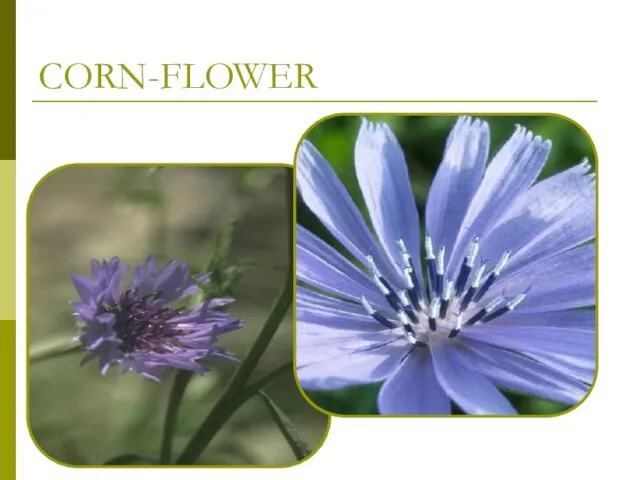 CORN-FLOWER