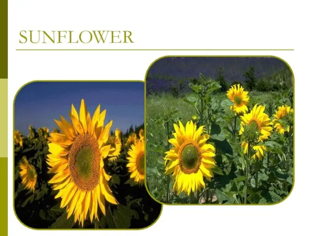 SUNFLOWER