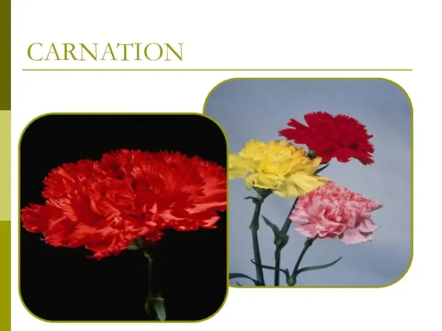 CARNATION