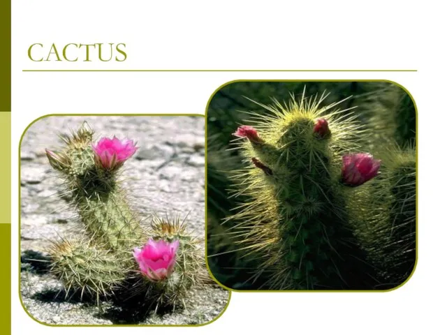 CACTUS