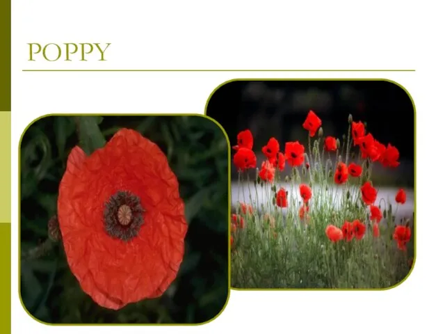 POPPY