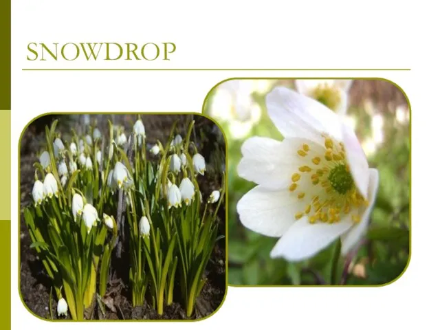 SNOWDROP