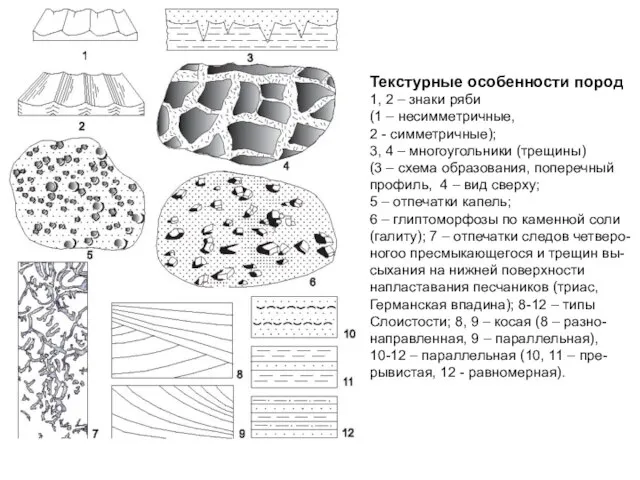 Текстурные особенности пород 1, 2 – знаки ряби (1 – несимметричные, 2