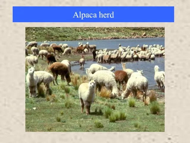 Alpaca herd