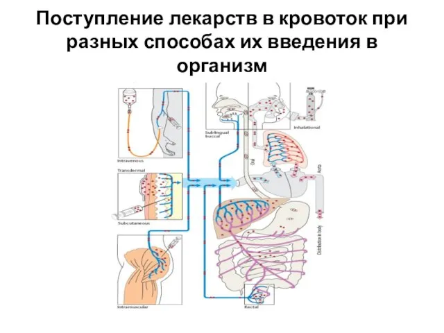 Поступление лекарств в кровоток при разных способах их введения в организм