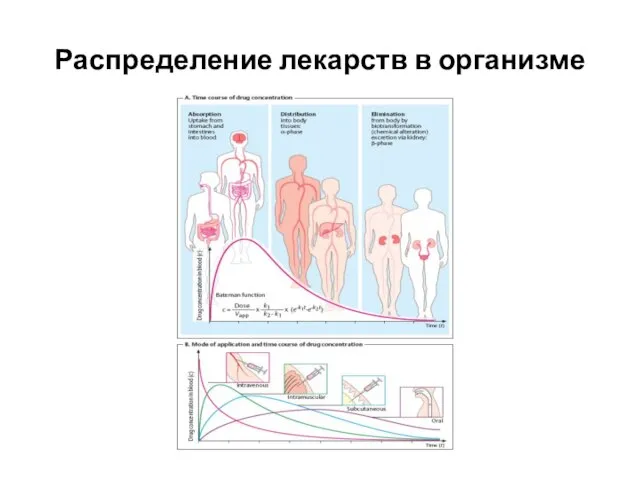 Распределение лекарств в организме