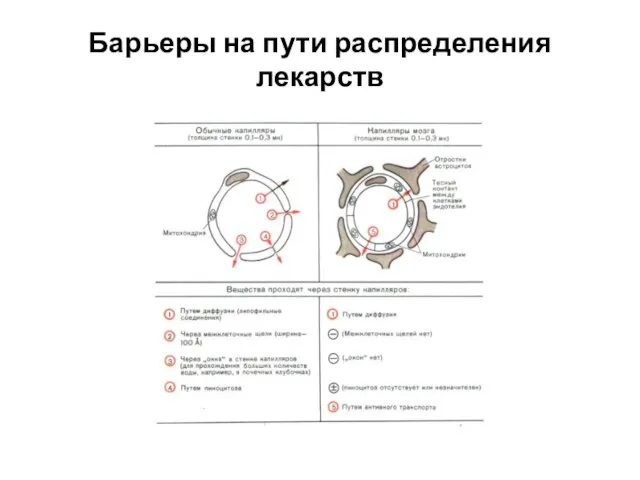 Барьеры на пути распределения лекарств