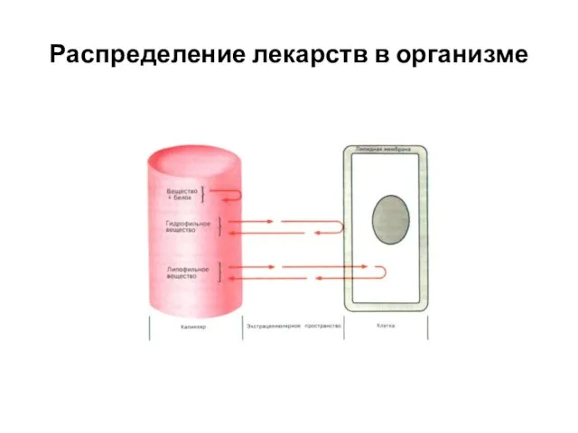 Распределение лекарств в организме