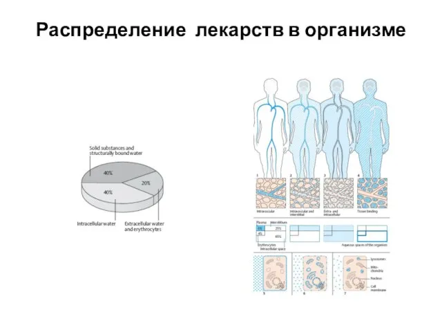 Распределение лекарств в организме