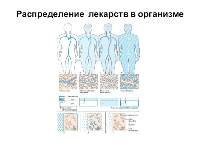 Распределение лекарств в организме