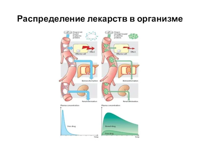 Распределение лекарств в организме