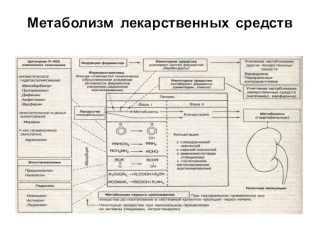 Метаболизм лекарственных средств