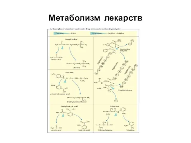 Метаболизм лекарств