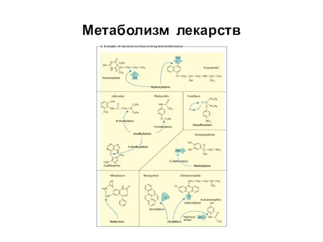 Метаболизм лекарств