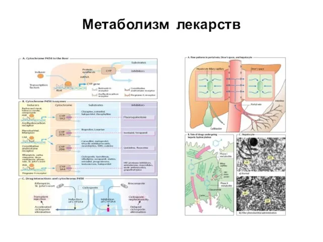 Метаболизм лекарств