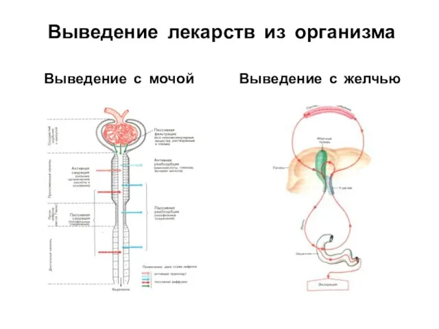 Выведение лекарств из организма Выведение с мочой Выведение с желчью