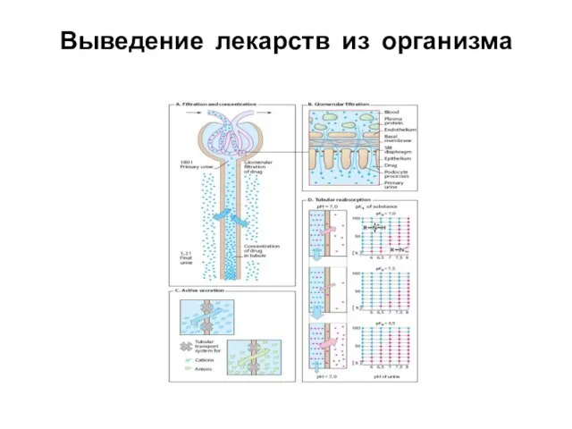 Выведение лекарств из организма