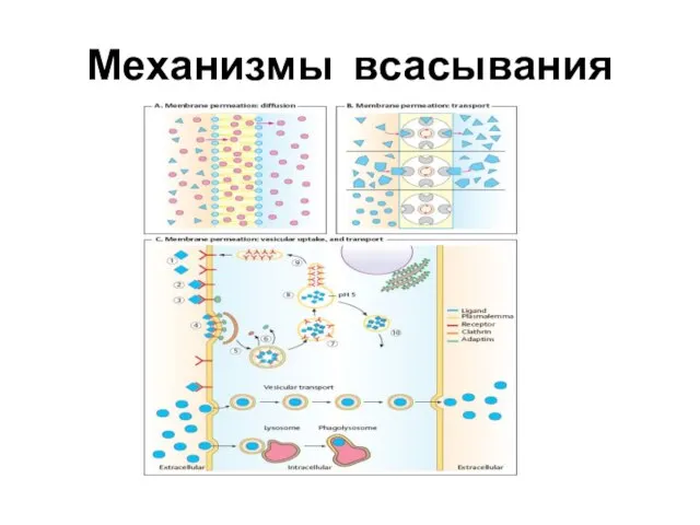 Механизмы всасывания