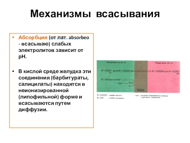 Механизмы всасывания Абсорбция (от лат. absorbeo - всасываю) слабых электролитов зависит от