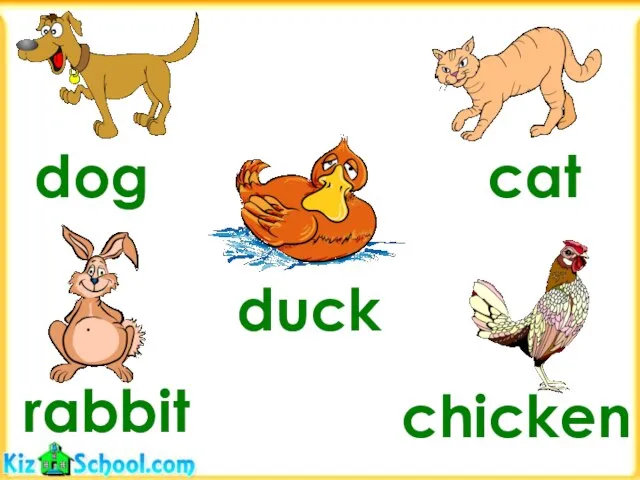 dog chicken rabbit cat duck