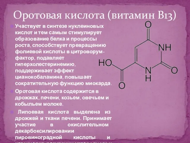 Участвует в синтезе нуклеиновых кислот и тем самым стимулирует образование белка и