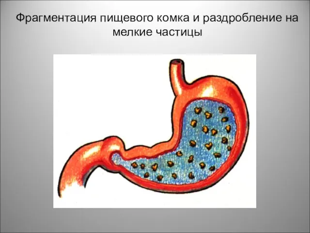 Фрагментация пищевого комка и раздробление на мелкие частицы