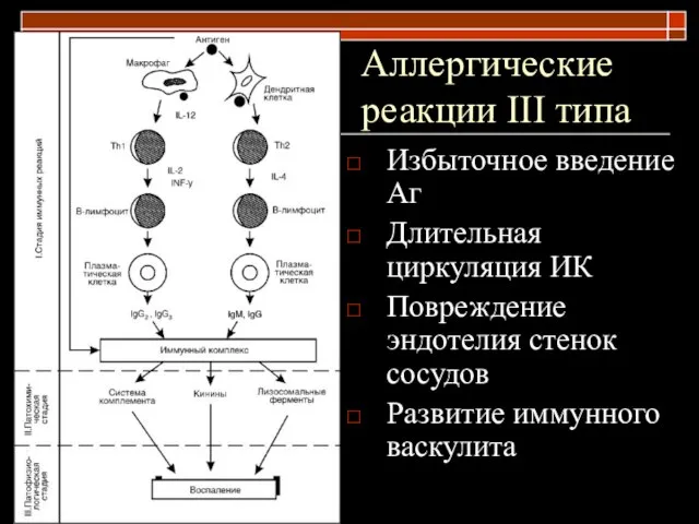 Аллергические реакции III типа Избыточное введение Аг Длительная циркуляция ИК Повреждение эндотелия