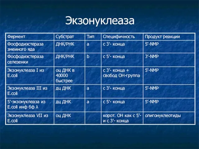 Экзонуклеаза 5’-NMP с 5’- конца a дц ДНК 5’-экзонуклеаза из E.coli инф