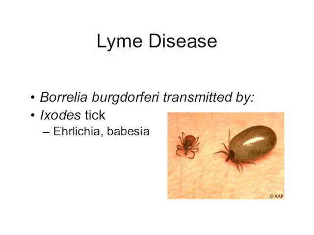 Lyme Disease Borrelia burgdorferi transmitted by: Ixodes tick Ehrlichia, babesia