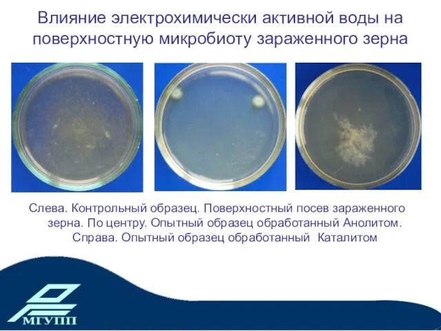 Влияние электрохимически активной воды на поверхностную микробиоту зараженного зерна Слева. Контрольный образец.