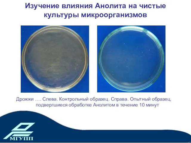 Изучение влияния Анолита на чистые культуры микроорганизмов Дрожжи …. Слева. Контрольный образец.