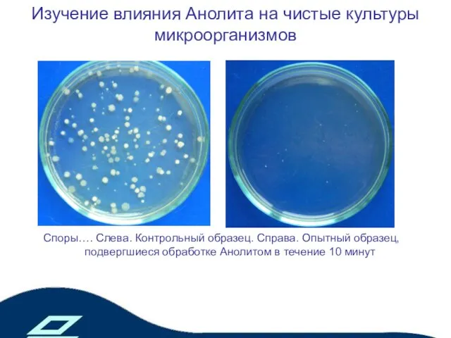 Изучение влияния Анолита на чистые культуры микроорганизмов Споры…. Слева. Контрольный образец. Справа.